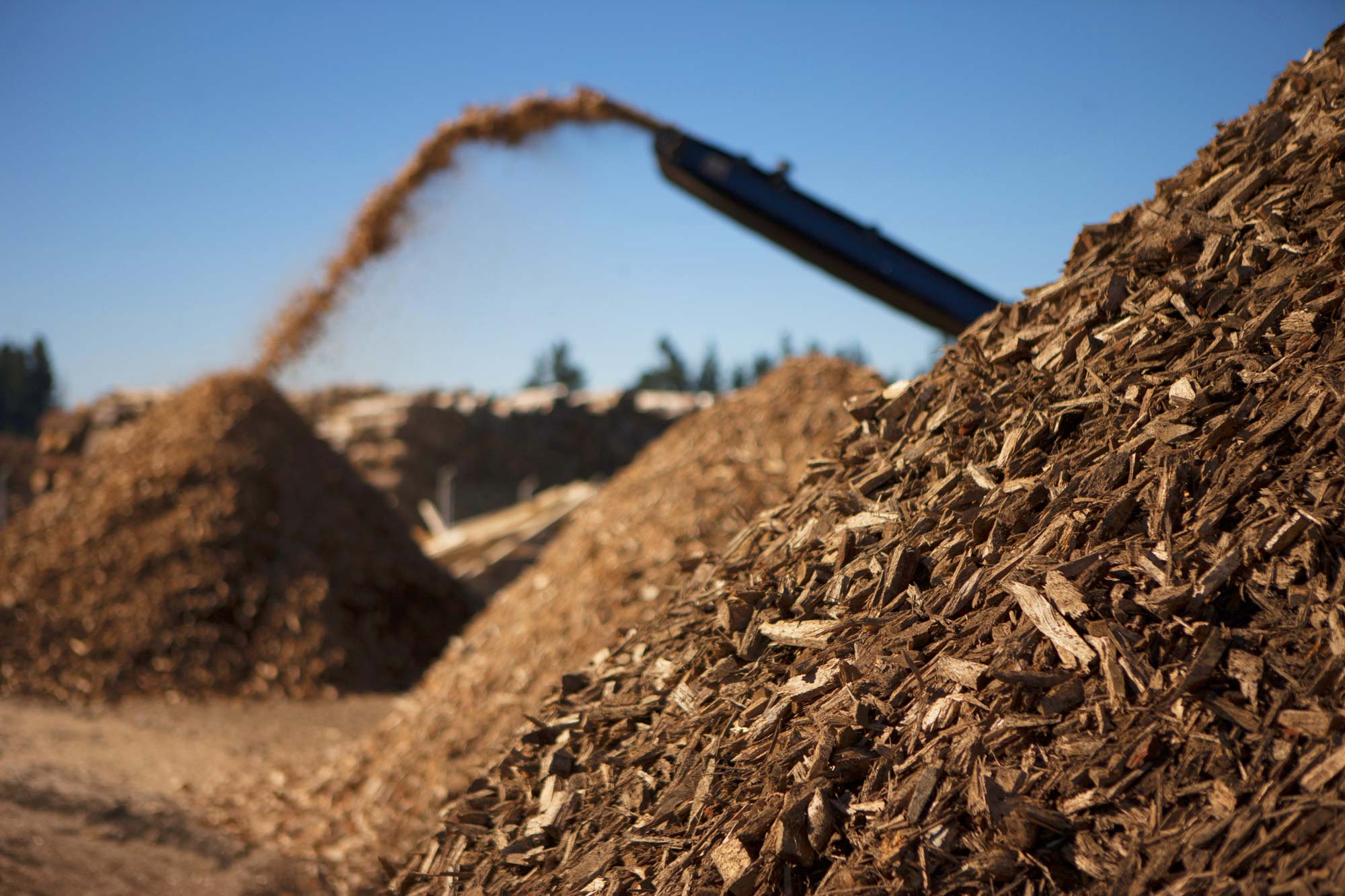 Biomass-fuel-of-the-future-539847832_5616x3744-(1)