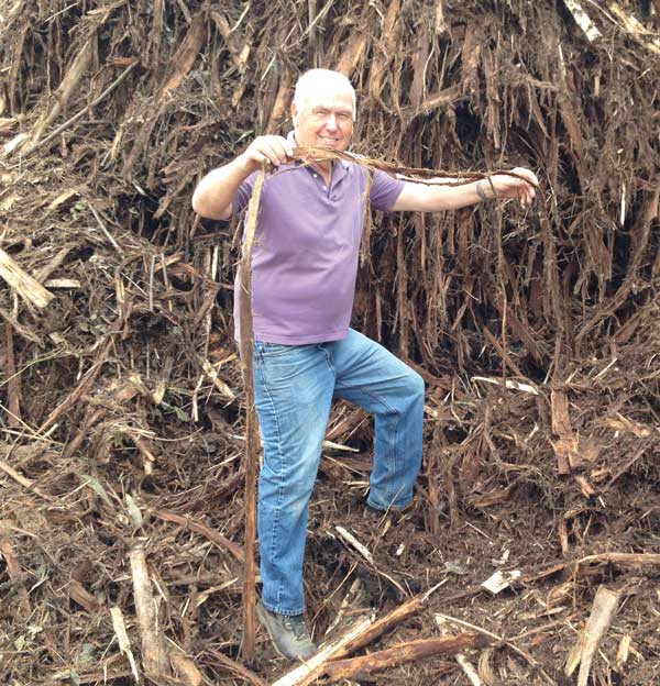 man standing processed Eucalyptus Bark